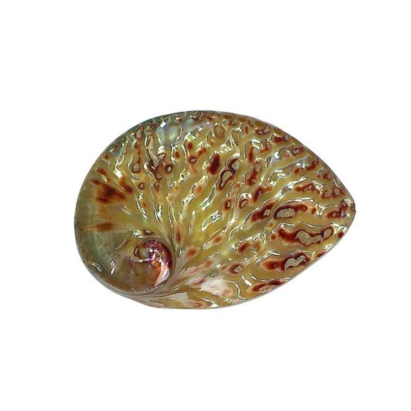 Polished Flame Midas Abalone Shell Specimen - Picture 6 of 6